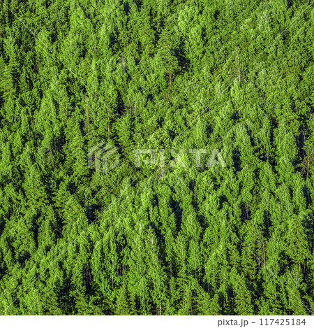 Forest view from above Forest view from above 117425184