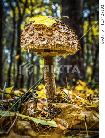 Mushroom in the autumn forest Mushroom in the autumn forest 117425192