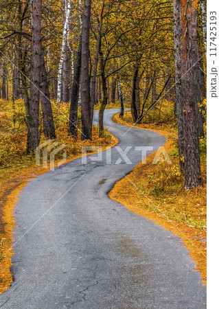 Road in the autumn forest Road in the autumn forest 117425193