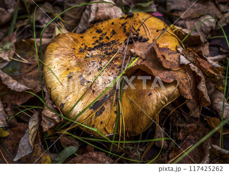Mushroom in the autumn forest 117425262