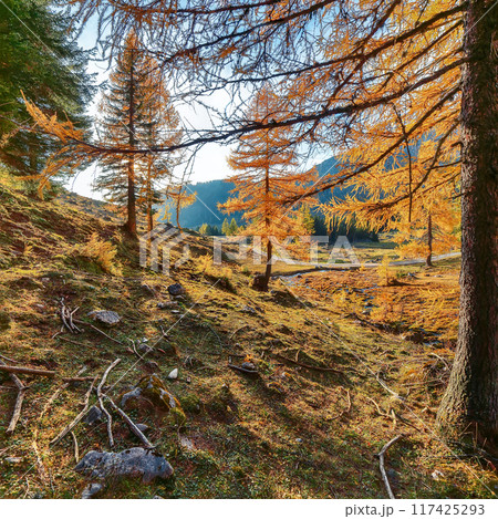 Fabulous view of mountains and valleys with larch forest and wonderful sky are located in Filzmoos 117425293