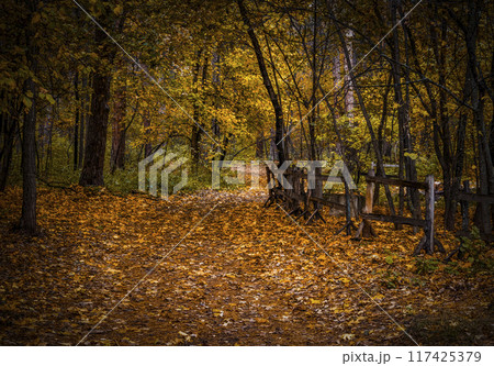 In the autumn forest 117425379