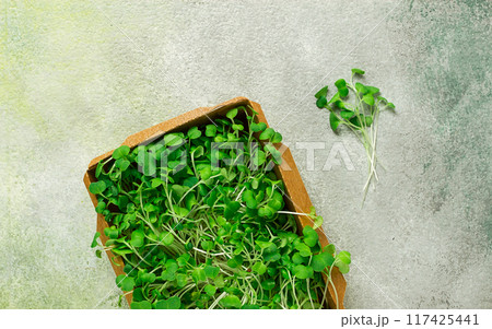 fresh micro-greenery, in a paper container, top view, no people, fresh micro-greenery, in a paper container, top view, no people, 117425441