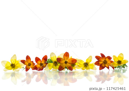 small bouquet of small multicolored flowers isolated on white background small bouquet of small multicolored flowers isolated on white background 117425461