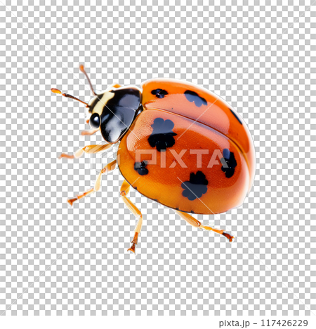 Cream spot ladybug Calvia quatuordecimguttata brown elytra with 14 pale spots light brown head and 117426229