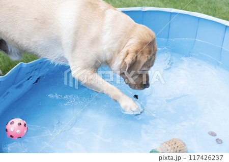 水遊びをするラブラドールレトリバー 水遊びをするラブラドールレトリバー 117426237