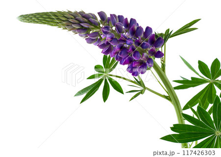 Lupine flower isolated on white background Lupine flower isolated on white background 117426303
