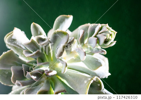 Echeveria blue swan flower. Succulent plant. Flower bud 117426310