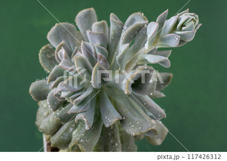 Echeveria blue swan flower. Succulent plant. Flower bud 117426312