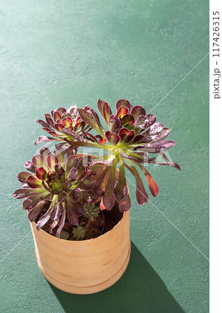 Flower Aeonium Schwarzkopf succulent. Leaves plant. 117426315