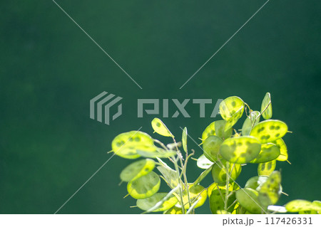 Green leafy background. Lunaria leaves. Dried flower plant. 117426331