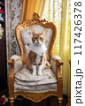 Red cat prince in armchair 117426378