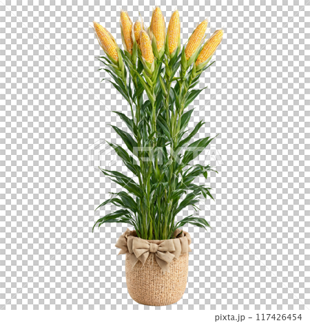 Corn Plant tall plant with green and yellow striped leaves in a woven basket planter 117426454
