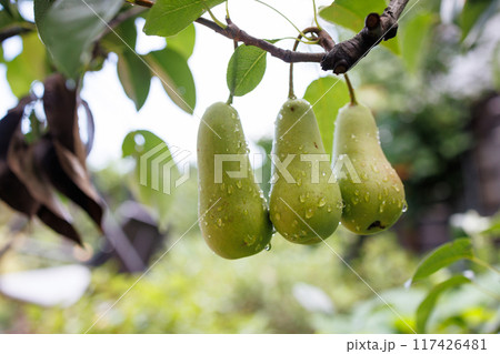 Fresh Green Pears on a Branch Fresh Green Pears on a Branch 117426481
