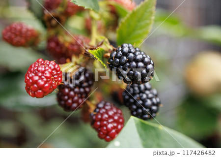 Close-Up of Ripe Blackberries and Raspberries 117426482
