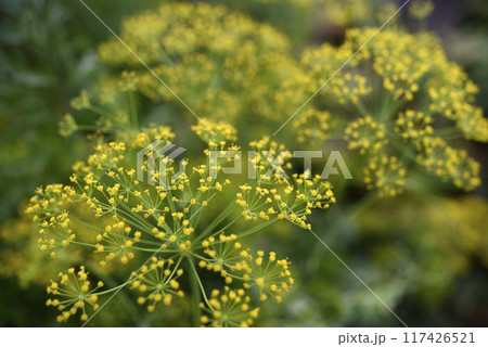 Yellow dill flowers. Anethum graveolens flower umbrella. Yellow dill flowers. Anethum graveolens flower umbrella. 117426521