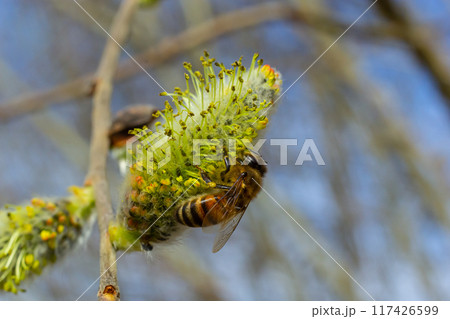 A bee on a branch of a blooming willow A bee on a branch of a blooming willow 117426599