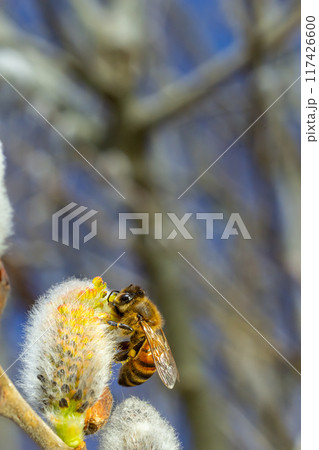 A bee on a branch of a blooming willow 117426600