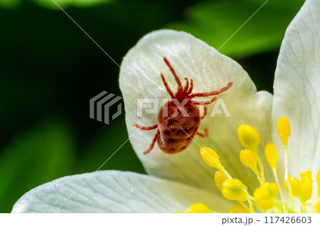 Close up macro Red velvet mite or Trombidiidae in natural environment on a white anemone flower 117426603