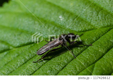 Aquilegia sawfly called also columbine sawfly Pristiphora rufipes. Common pest of currants and gooseberries in gardens and cultivated plantations Aquilegia sawfly called also columbine sawfly Pristiphora rufipes. Common pest of currants and gooseberries in gardens and cultivated plantations 117426612