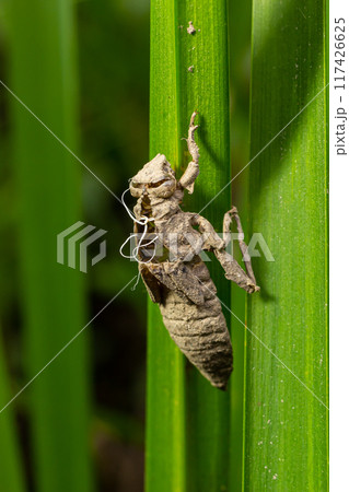 Larval dragonfly grey shell. Nymphal exuvia of Gomphus vulgatissimus. White filaments hanging out of exuvia are linings of tracheae. Exuviae, dried outer casing on blade of grass Larval dragonfly grey shell. Nymphal exuvia of Gomphus vulgatissimus. White filaments hanging out of exuvia are linings of tracheae. Exuviae, dried outer casing on blade of grass 117426625