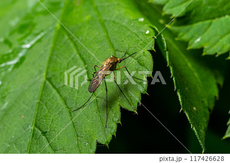 macro normal female mosquito isolated on green leaf 117426628