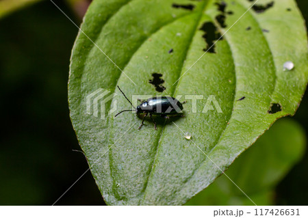 Closeup shot of a altica flea beetle at the edge of a green leaf Closeup shot of a altica flea beetle at the edge of a green leaf 117426631