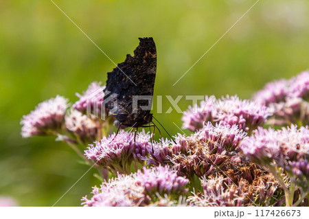 Butterfly aglais io with large spots on the wings sits on a cornflower meadow 117426673