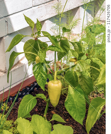 Bell pepper growing on a plant surrounded by leaves under sunlight. Capsicum annuum. Organic products concept Bell pepper growing on a plant surrounded by leaves under sunlight. Capsicum annuum. Organic products concept 117426706