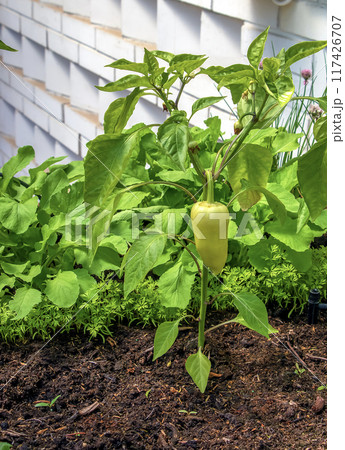 Bell pepper growing on a plant surrounded by leaves under sunlight. Capsicum annuum. Organic products concept Bell pepper growing on a plant surrounded by leaves under sunlight. Capsicum annuum. Organic products concept 117426707