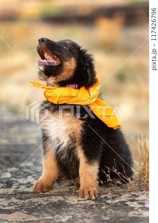 Happy Black puppy mutt dog with yellow scarf 117426796