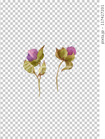 Spring flowers fuchsia. Pair of buds. Watercolor garden and wild flowers. Floral set for your design Spring flowers fuchsia. Pair of buds. Watercolor garden and wild flowers. Floral set for your design 117427201