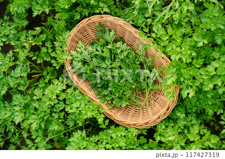Close up of fresh cut parsley leaves, garden bed with plants background, top view. 117427319