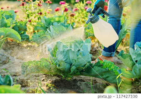 Hands spraying cabbage plants, protection from fungal diseases, insect control 117427330