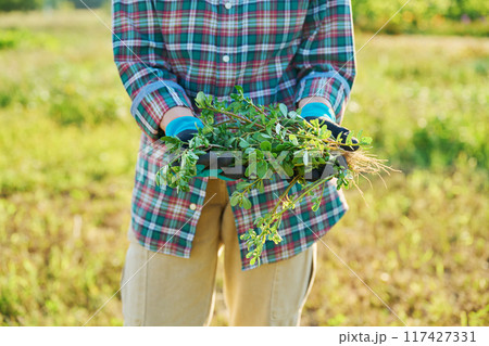 Close up of purslane plant in gardener's hands, outdoor 117427331