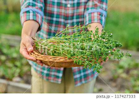 Close up of harvest of savory herb in hands of gardener, summer garden background 117427333