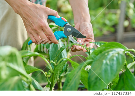 Close-up of bell pepper plant and hands with pruning shears shaping bush 117427334