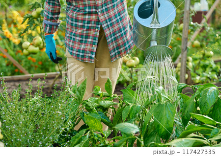 Close-up of watering can in hands watering vegetable plants in a raised bed 117427335