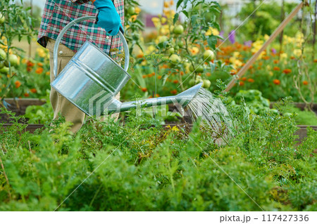 Close-up of watering can in hands watering vegetable plants in a raised bed 117427336