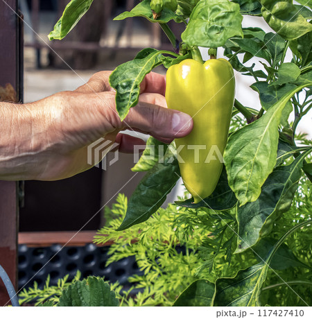 Bell pepper growing on a plant surrounded by leaves under sunlight. Capsicum annuum. Organic products concept Bell pepper growing on a plant surrounded by leaves under sunlight. Capsicum annuum. Organic products concept 117427410