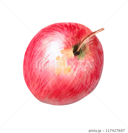 Red apple side view watercolor isolated. Illustration for design of farm products, and organic food in realistic style. Ripe fruit on the theme of autumn harvest Red apple side view watercolor isolated. Illustration for design of farm products, and organic food in realistic style. Ripe fruit on the theme of autumn harvest 117427697
