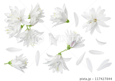 deutzia flowers isolated on a white background deutzia flowers isolated on a white background 117427844