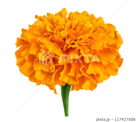 fresh marigold or tagetes erecta flower isolated on white background with full depth of field. 117427886