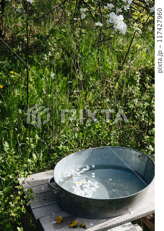 delicate white daisies and yellow dandelions float in a gray basin of water under an apple tree. Bathing water with flower petals on the street delicate white daisies and yellow dandelions float in a gray basin of water under an apple tree. Bathing water with flower petals on the street 117427960