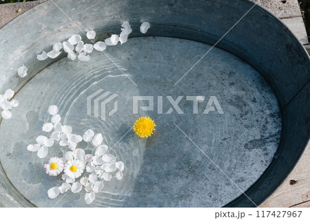 delicate white daisies and yellow dandelions float in a gray basin in the water. Bathing water with flower petals on the street delicate white daisies and yellow dandelions float in a gray basin in the water. Bathing water with flower petals on the street 117427967