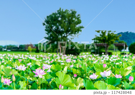 真夏の青空と藤原京の蓮池に咲く蓮の花 真夏の青空と藤原京の蓮池に咲く蓮の花 117428048