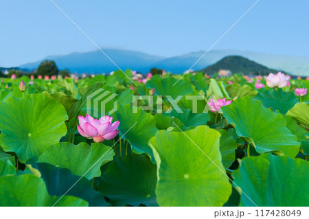 藤原京跡の蓮池に咲く蓮の花と奥に聳える畝傍山の景色 藤原京跡の蓮池に咲く蓮の花と奥に聳える畝傍山の景色 117428049