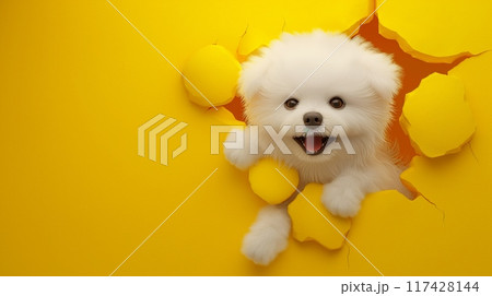 Bichon friese breaking through a hole in the wall. Creative dog banner 117428144
