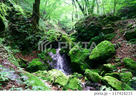 6986　奥御岳渓谷　苔の森 117428215