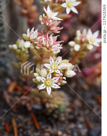 ウスユキマンネングサのアップ 117428369